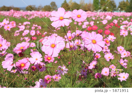 コスモス　〜花言葉　乙女の純潔〜 5871951