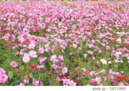 コスモス　〜花言葉　乙女の純潔〜 5871960