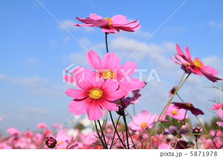 コスモス　〜花言葉　乙女の純潔〜 5871978