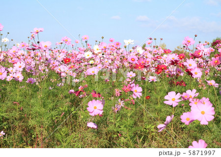 コスモス　〜花言葉　乙女の純潔〜  5871997