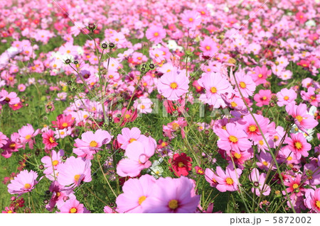 コスモス　〜花言葉　乙女の純潔〜 5872002