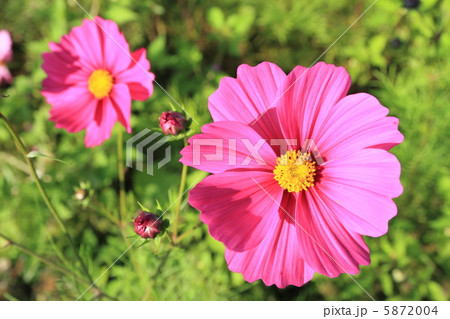 コスモス　〜花言葉　乙女の純潔〜 5872004
