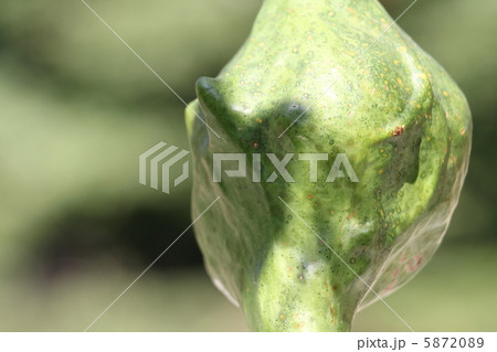 ヒョウタン　マランカ 5872089