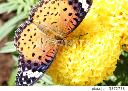 ツマグロヒョウモン 5872758