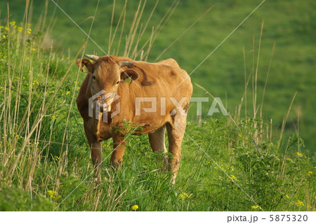 草原の赤牛 5875320