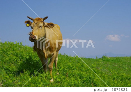 草原の赤牛 5875321