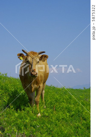 草原の赤牛 5875322