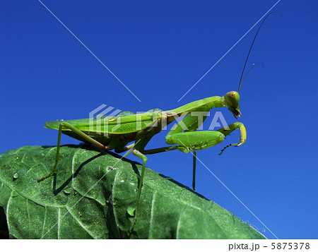 Green mantis 5875378