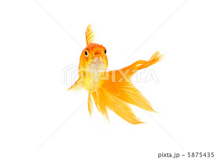 Goldfish Goldfish 5875435