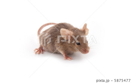 Small mouse Small mouse 5875477