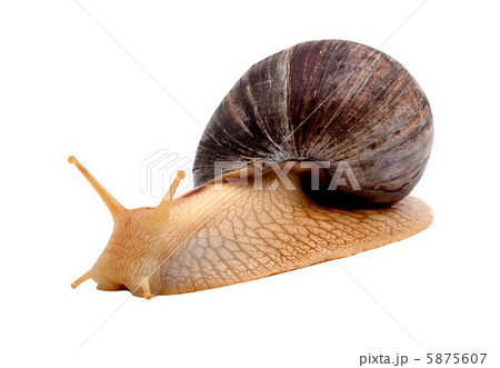 Snail 5875607