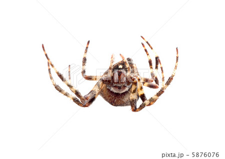 Spider 5876076