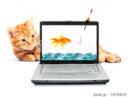 Goldfish, cat, laptop 5876630