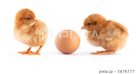 Two yellow small chicks 5876777