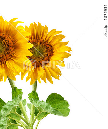 The beautiful sunflower The beautiful sunflower 5876952