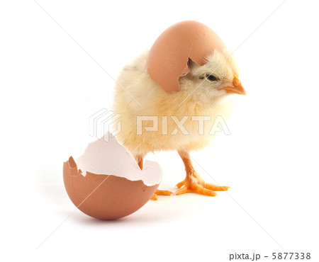 The yellow small chicks with egg 5877338