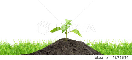 Green sprouts 5877656