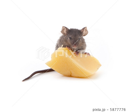 Mouse and cheese 5877776