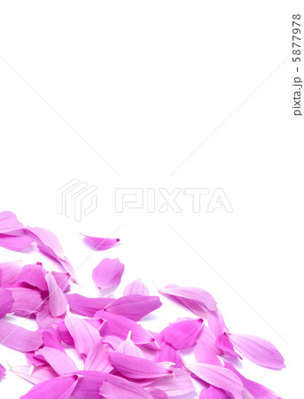 Petals Petals 5877978