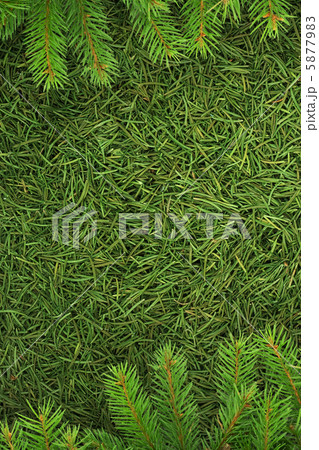 Christmas spruce  texture 5877983