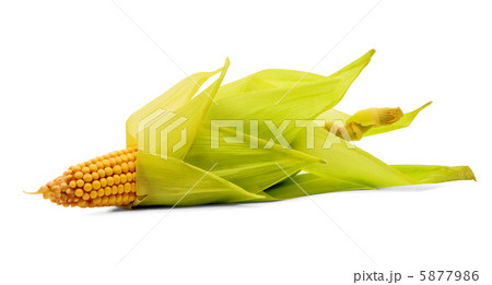 Corn 5877986