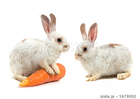 White small rabbit White small rabbit 5878092