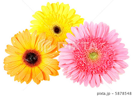 Three flower with dew 5878548