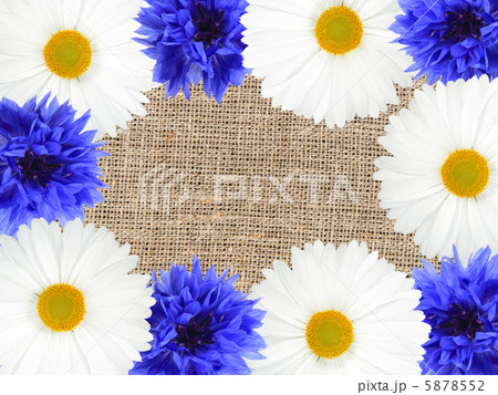 Frame with white and blue flowers Frame with white and blue flowers 5878552