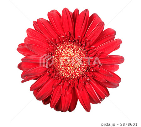 One red flower 5878601
