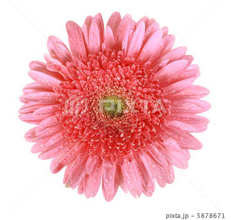 One pink flower with dew 5878671