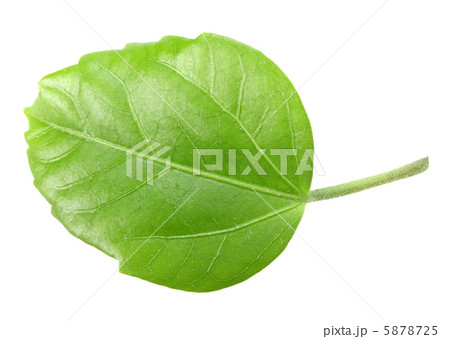 Green leaf Green leaf 5878725