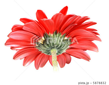 Back-side of red flower 5878832