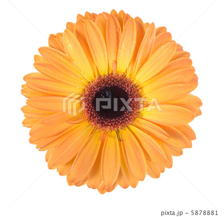 One orange flower One orange flower 5878881