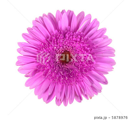 One purple flower with dew One purple flower with dew 5878976