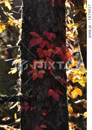 蔦の紅葉 蔦の紅葉 5879017