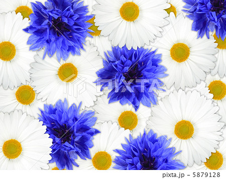 Background of blue and white flowers 5879128