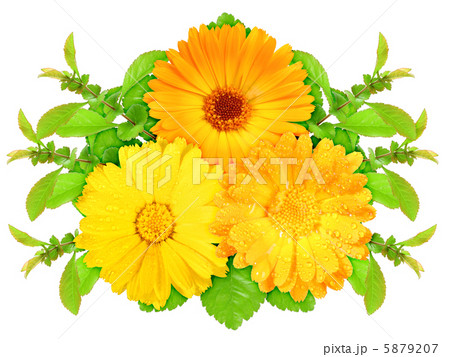 Three orange flowers with green leaf Three orange flowers with green leaf 5879207