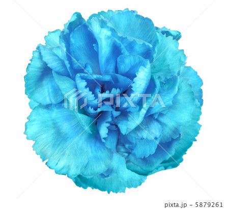 Blue flower of carnation Blue flower of carnation 5879261