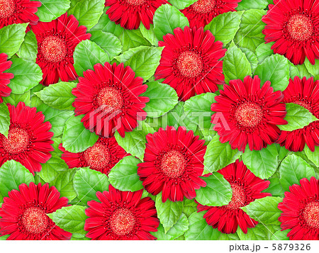 Background of red flowers and green leaf Background of red flowers and green leaf 5879326