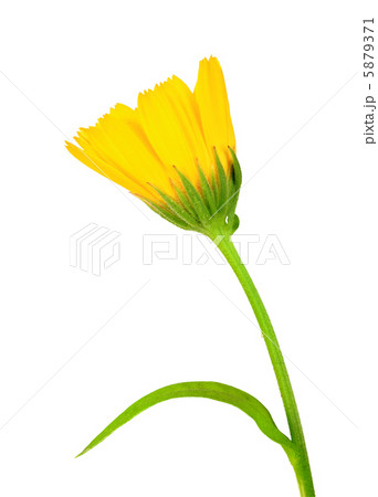 One yellow flower of calendula 5879371