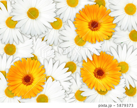 Background of orange and white flowers 5879373