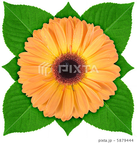 One orange flower with green leaf One orange flower with green leaf 5879444