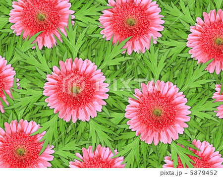 Background of pink flowers and green leaf 5879452