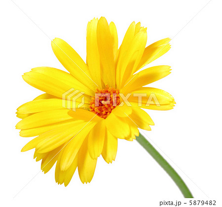 One orange flower of calendula One orange flower of calendula 5879482