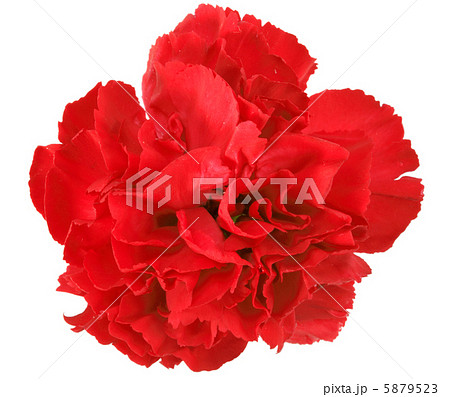 One a red carnation One a red carnation 5879523