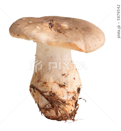 Single fresh mushroom 5879542