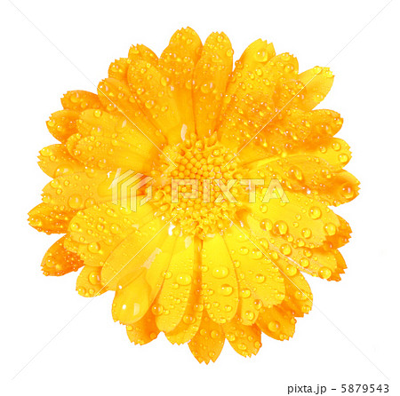 One orange flower of calendula with dew One orange flower of calendula with dew 5879543