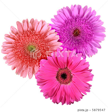 Set of three flowers isolated on white background 5879547
