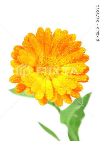 One orange flower of calendula 5879551