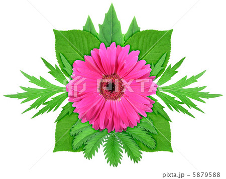 Purple flower with green leaf Purple flower with green leaf 5879588